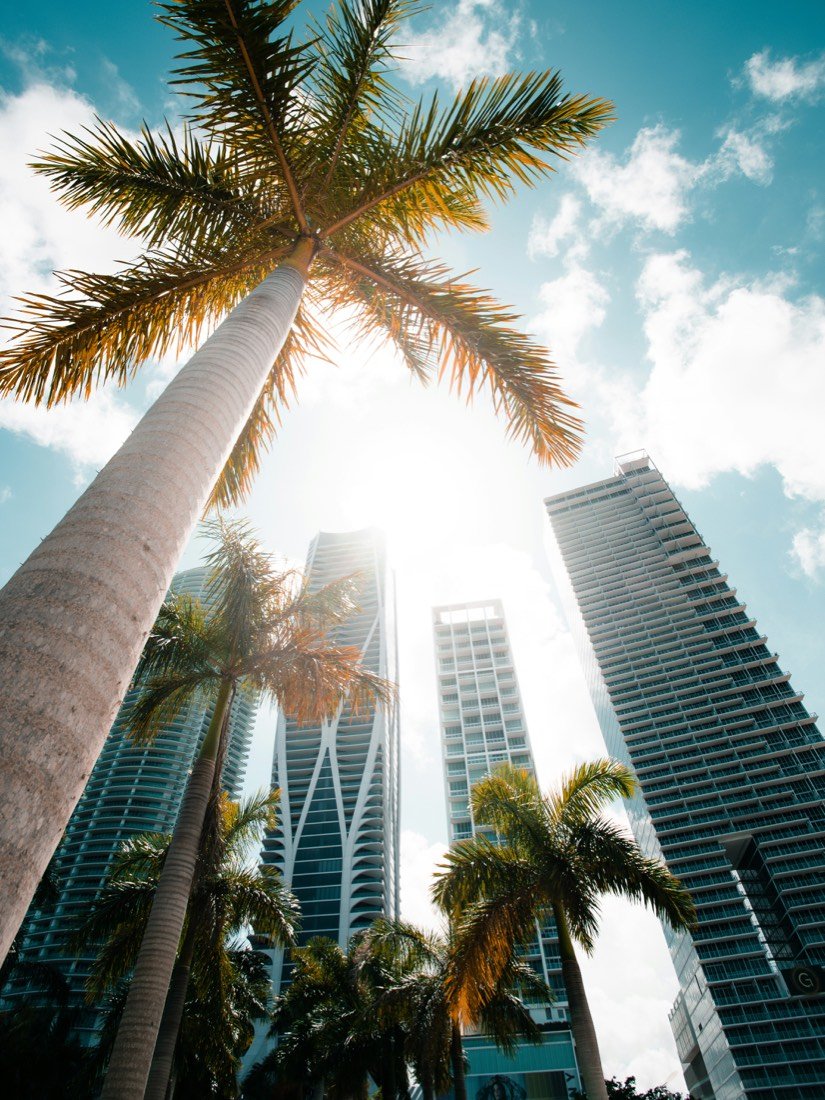 Palm trees and high-rises in downtown Miami