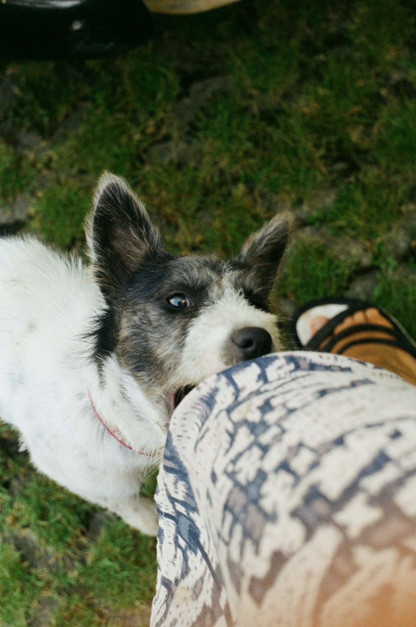 Dog Bite Attorney Florida: Claim Your Rights Now